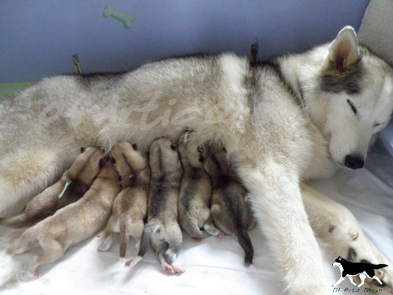 of Artic Ocean - Siberian Husky - Portée née le 10/06/2012