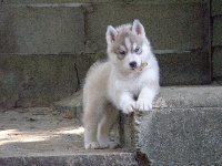 of Artic Ocean - Siberian Husky - Portée née le 29/07/2009