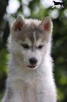 of Artic Ocean - Siberian Husky - Portée née le 23/08/2015