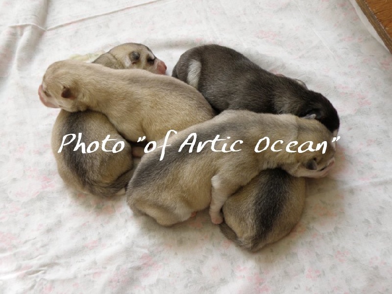 of Artic Ocean - Siberian Husky - Portée née le 12/03/2009