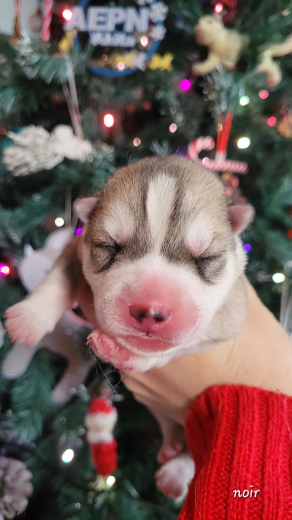 of Artic Ocean - Chiot disponible  - Siberian Husky