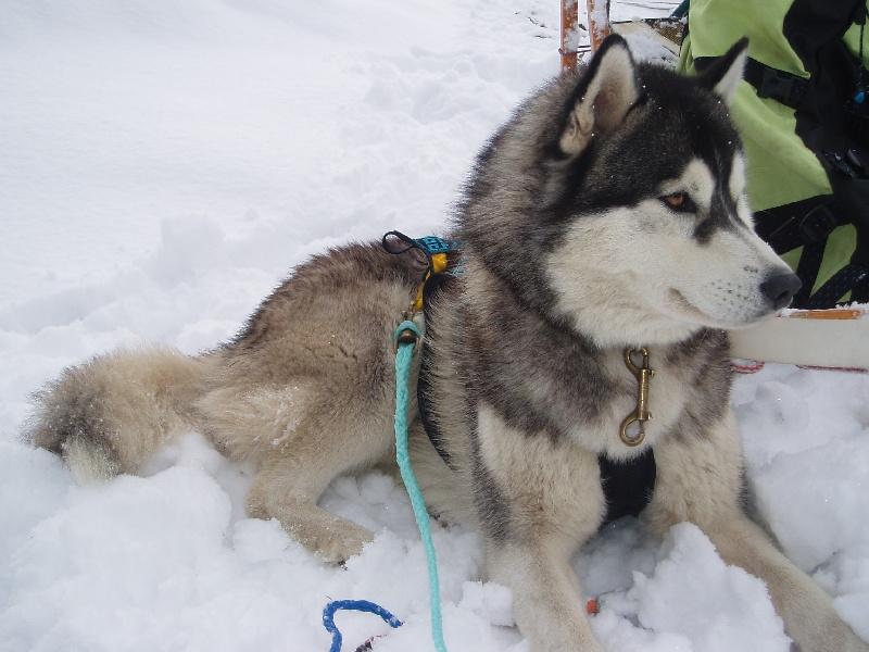 Usky siberien of Artic Ocean