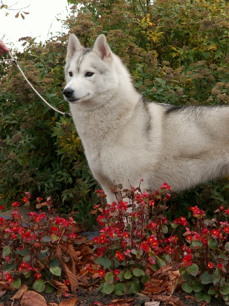 CH. Coyote girl of Artic Ocean