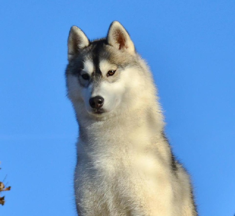 Indian legend of Artic Ocean