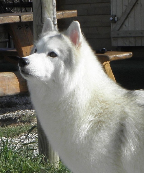 Full moon of Artic Ocean