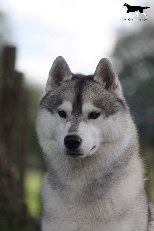 L'homme parfait of Artic Ocean