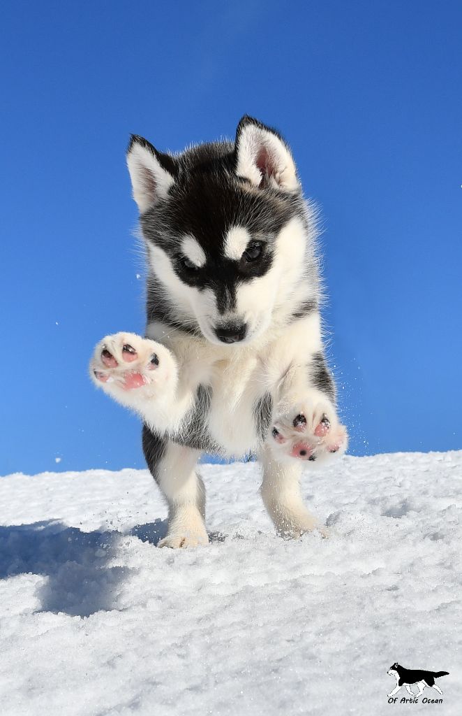 Red indian of Artic Ocean