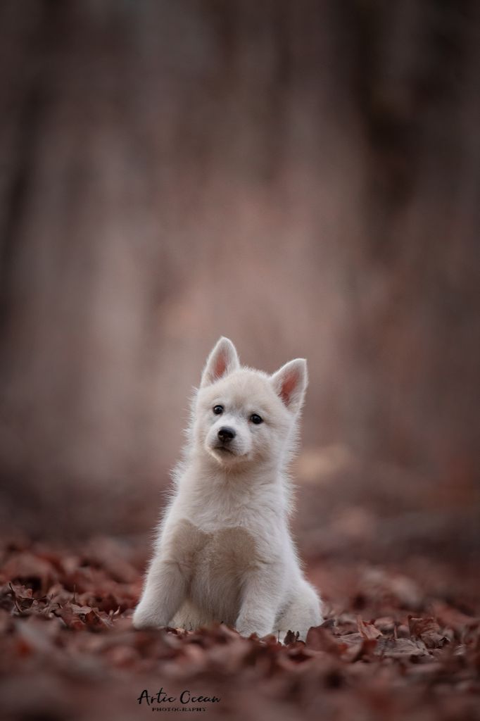 of Artic Ocean - Siberian Husky - Portée née le 03/11/2021