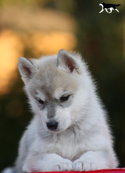 of Artic Ocean - Siberian Husky - Portée née le 23/08/2015
