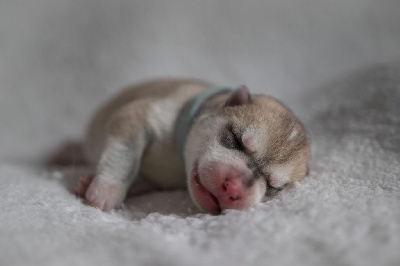 CHIOT